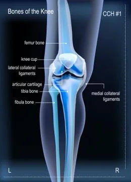 X ray bones the of knee Stock Illustration