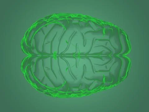 X-ray brain anatomy Stock Illustration