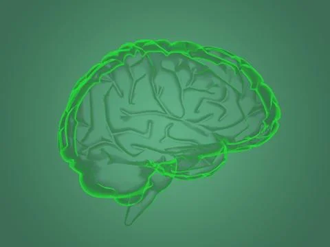 X-ray brain anatomy Stock Illustration