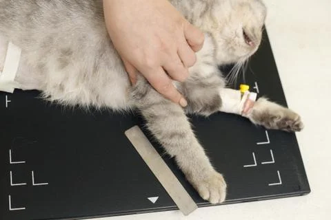 X-ray cat Stock Photos