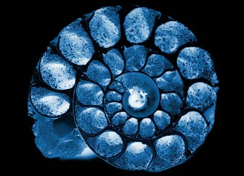 X-ray cockleshell x-ray of cut cockleshell (fossil) background Copyright: ... Foto stock
