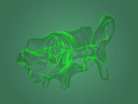 X-ray ear anatomy Stock Illustration