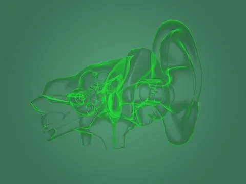 X-ray ear anatomy Stock Illustration