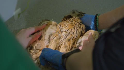 X-ray examination of an owl in a veterinary clinic. Stock Footage 156883183