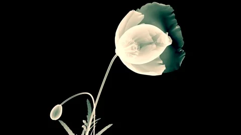 X-ray film opening of a flower on black background, the poppy flower Stock Footage