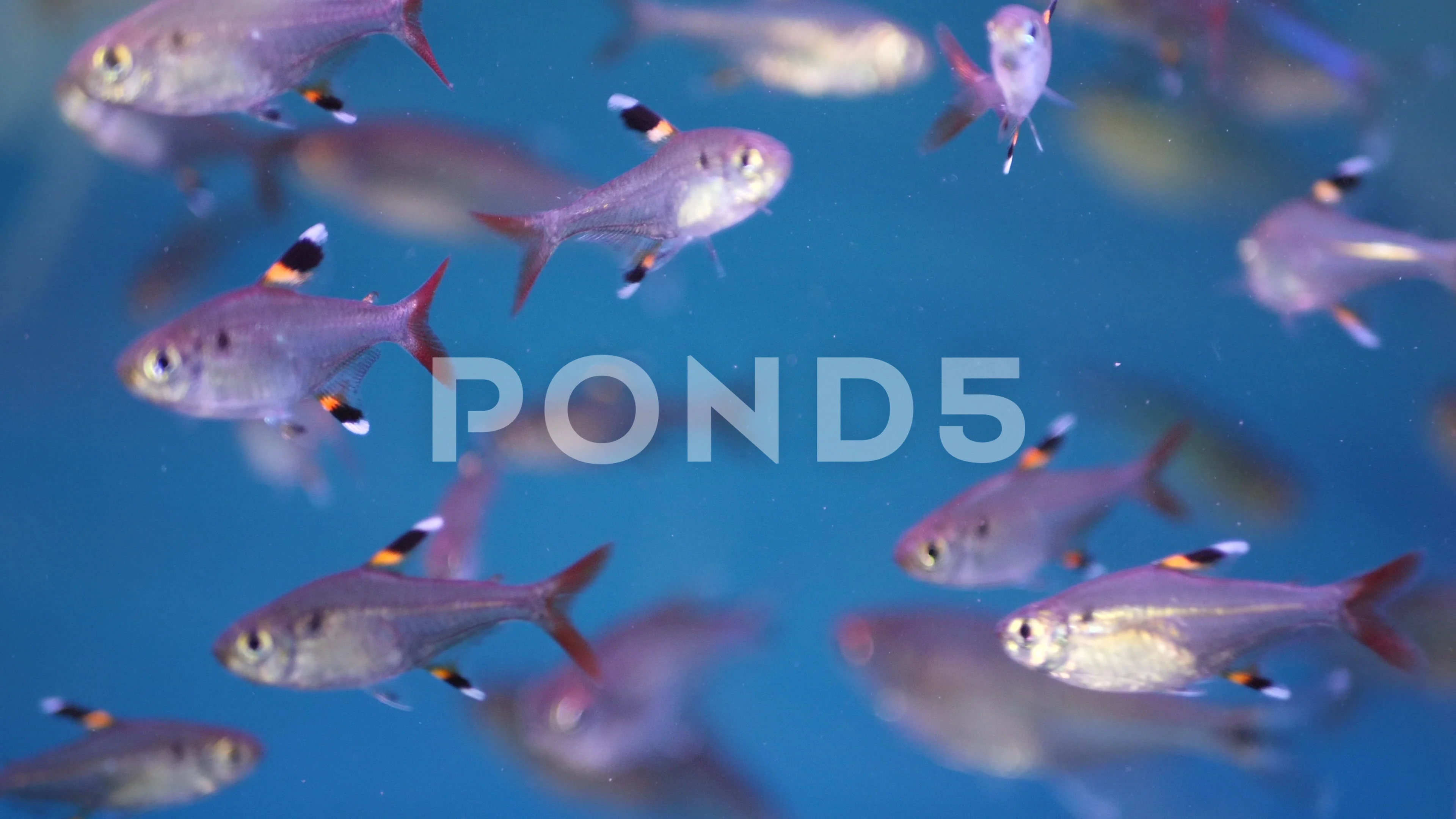 X Ray Fish Adam Summers Uses Dyes To Create Images Of Fish That Look