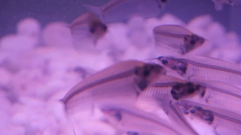 X-ray fish swimming Stock Footage 104699631