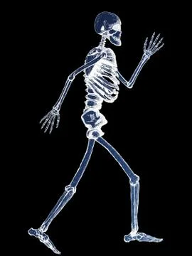 X-ray of full human skeleton illustration Stock Illustration