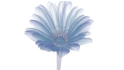 X-ray gerbera flower blooming, opening to full on white background Stock Footage 232676298