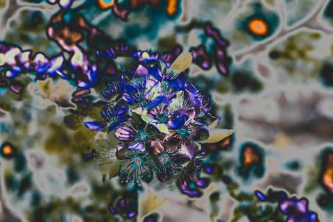 X-ray glow effect of Spring Apricot tree Flowers. Blooming trees Stock Photos