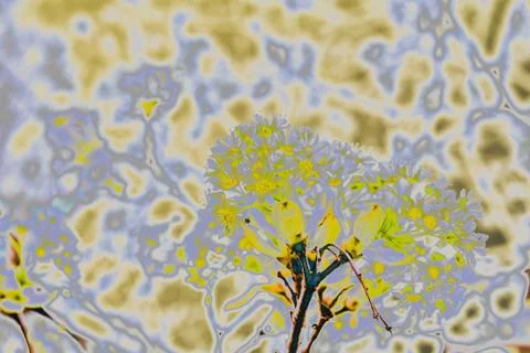 X-ray glow effect of Spring maple tree Flowers. Blooming trees Stock Photos