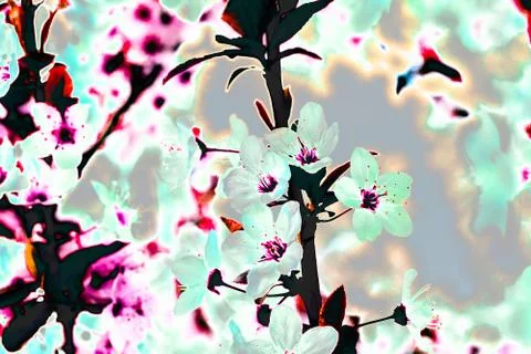 X-ray glow effect of Spring Cherry tree Flowers. Blooming trees Stock Photos