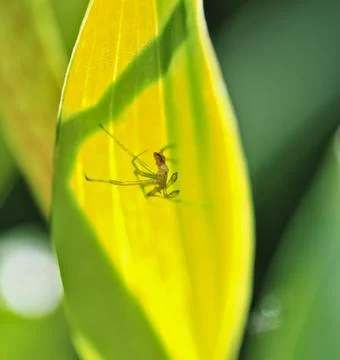 X-ray of green leaf with dead spider Stock Photos