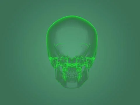 X-ray head anatomy Stock Illustration