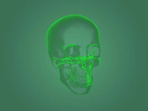 X-ray head anatomy Stock-Illustration