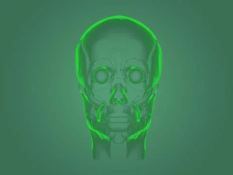X-ray head anatomy Stock Illustration