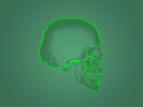 X-ray head anatomy Stock Illustration