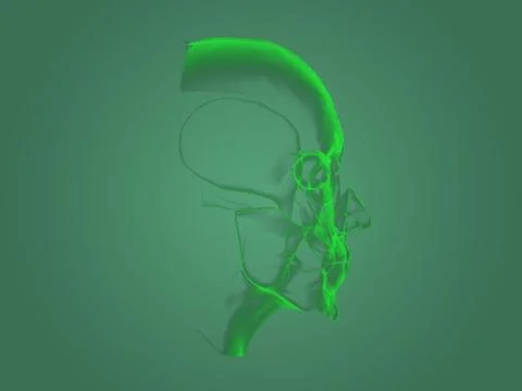 X-ray head anatomy Stock Illustration