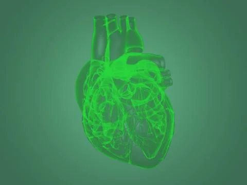 X-ray heart anatomy Stock-Illustration