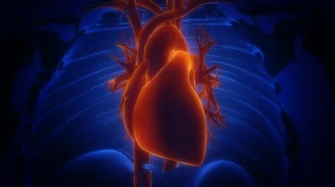 X-ray heart Stock Footage