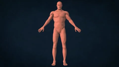 An X-ray of a human body Stock Footage 262532916