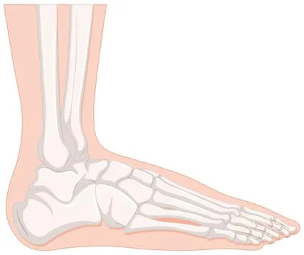 X-ray human foot bone Stock Illustration