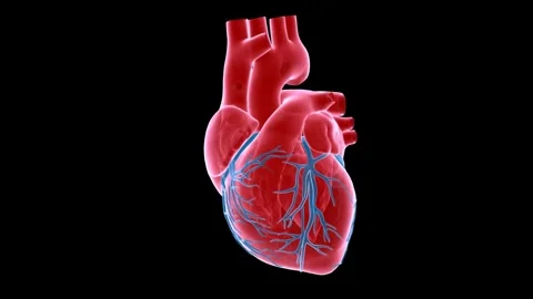 A-x-ray human heart with matte Stock Footage 279816143