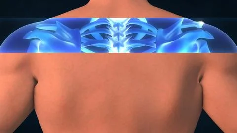 An X-ray of a human lower back Stock Illustration