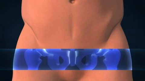 An X-ray of a human pelvis Stock Illustration
