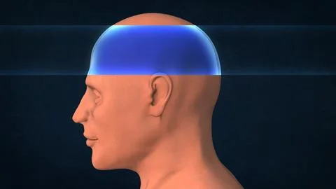 An X-ray of a human skull Stock Illustration