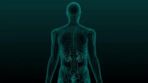 X-ray human ureter Stock Footage 269834167