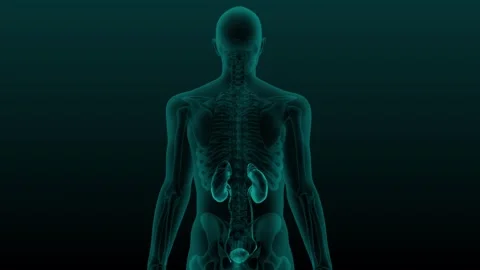 X-ray human urinary system Stock Footage 269521013