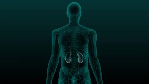 X-ray human urinary system kidneys Stock Footage 269698910