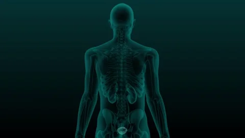 X-ray human urinary system Urinary bladder Stock Footage 270073195