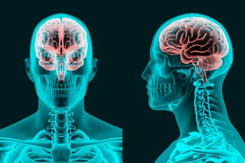 X-ray image of the human brain in frontal and lateral projections 3d renderin Stock Illustration