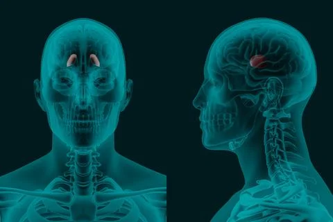 X-ray image of the human Brain Globus pallidus in frontal and lateral proje.. Stock Illustration