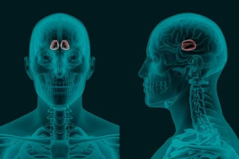 X-ray image of the human Brain Thalamus in frontal and lateral projections .. Stock Illustration