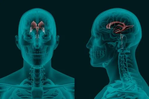 X-ray image of the human Brain ventricular system in frontal and lateral pr.. Stock Illustration