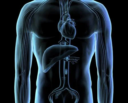X-ray image of the human cardiovascular system Stock Illustration