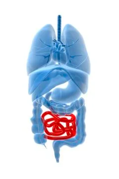 X-ray image of internal organs with small intestine highlighted in red. Stock Illustration