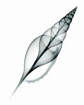 X-ray image of Martin?s tibia shell Stock Photos