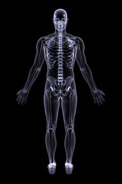 X-Ray Man - Back Stock Illustration