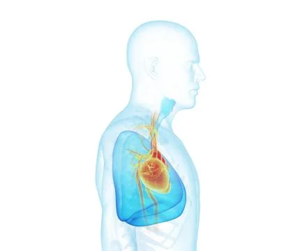 X-ray man profile. Stock Illustration