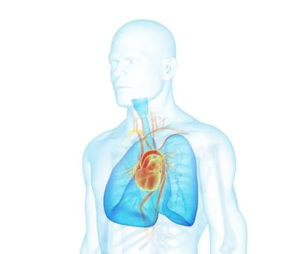 X-ray man three quarter view. Stock Illustration
