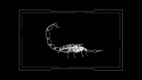 X-Ray Scorpion: Digital Art of Arachnid Anatomy in Black and White Design 库存影片 344032606