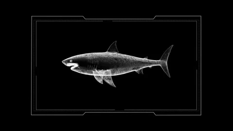 X-Ray Shark Images Displayed on a Black Background in a High-Contrast Scien.. Stock Footage 342247285