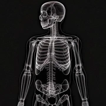 X-ray shots of human body Stock Illustration