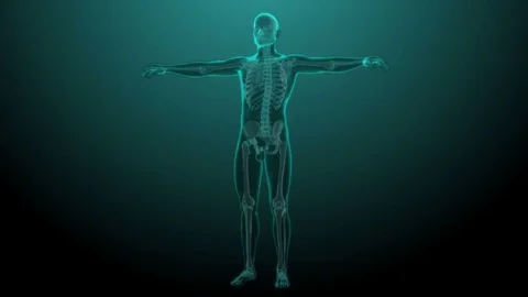 X ray skeleton looping animation Stock Footage 73629797