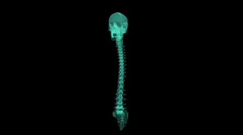 X-ray Skeleton seemless loop Stock Footage 8946906