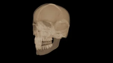 X-ray Skeleton seemless loop Video stock 8947037